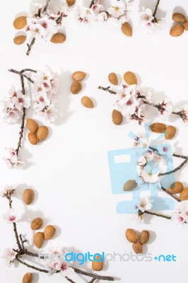 Almond Tree Branch And Almonds Stock Photo