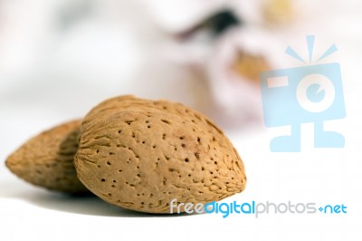 Almond Tree Branch And Almonds Stock Photo