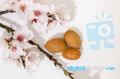 Almond Tree Branch And Almonds Stock Photo