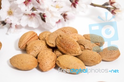 Almond Tree Branch And Almonds Stock Photo