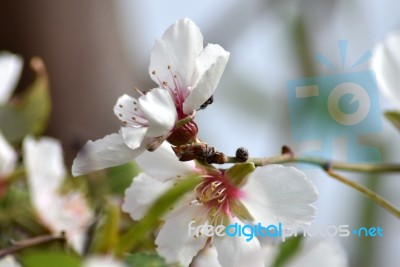 Almond Tree Flower Stock Photo