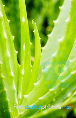 Aloe Vera Stock Photo