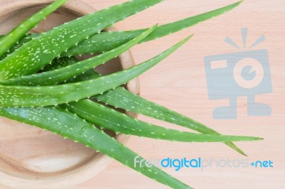 Aloe Vera Stock Photo