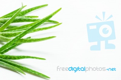 Aloe Vera Fresh Leaves On White Stock Photo