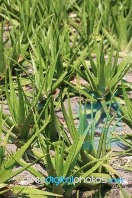 Aloe Vera Garden Stock Photo