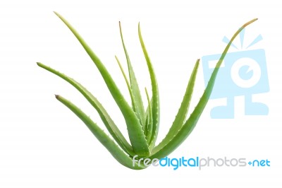 Aloe Vera Isolated Stock Photo