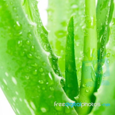 Aloe Vera On White Background Stock Photo