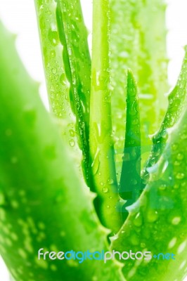 Aloe Vera On White Background Stock Photo