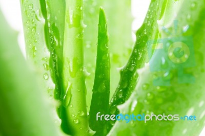 Aloe Vera On White Background Stock Photo