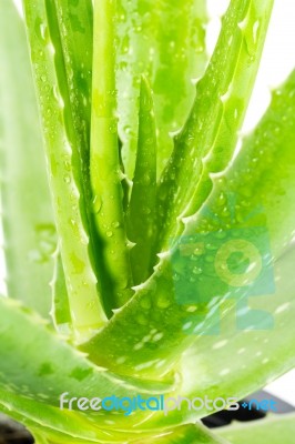 Aloe Vera On White Background Stock Photo