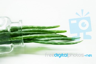 Aloe Vera  On White Background Stock Photo