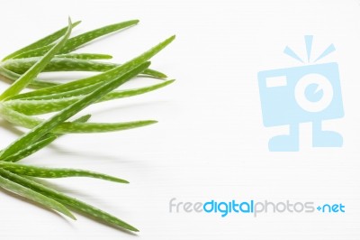 Aloe Vera  On White Background Stock Photo