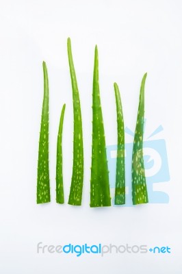 Aloe Vera On White Background Stock Photo