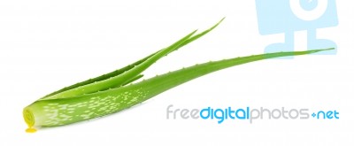 Aloe Vera Plant Isolated Stock Photo