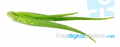 Aloe Vera Plant Isolated On The White Background Stock Photo