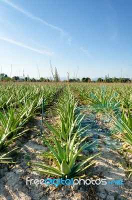 Aloe Vera Plantation Stock Photo