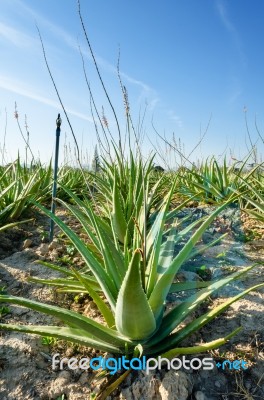 Aloe Vera Plantation Stock Photo