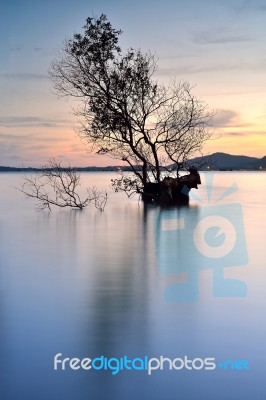 Alone Tree Stock Photo