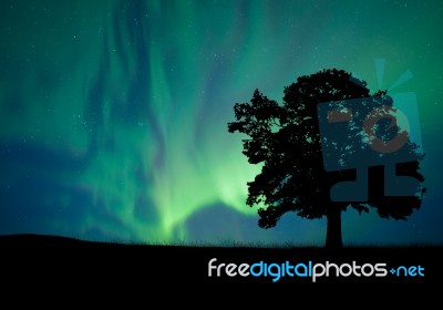 Alone Tree In The Field With Clouds Stock Photo