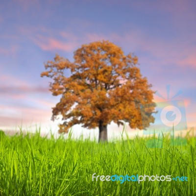 Alone Tree In The Field With Clouds Stock Photo