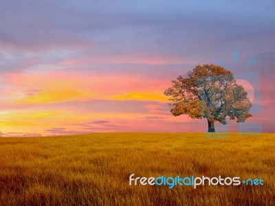 Alone Tree In The Field With Clouds Stock Photo