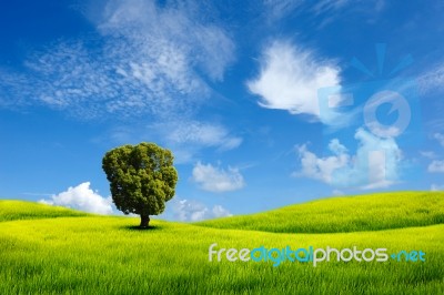 Alone Tree In The Field With Clouds Stock Photo