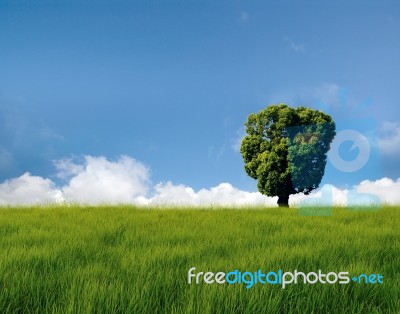 Alone Tree In The Field With Clouds Stock Photo