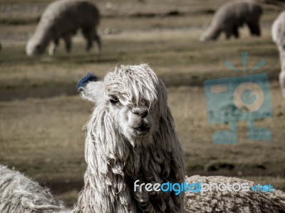 Alpaca Giving Afunny Look To The Camera Stock Photo