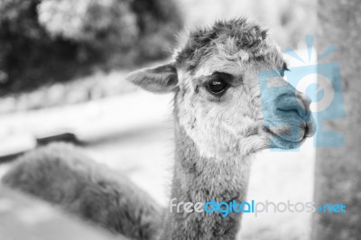 Alpaca In A Field. Black And White  Stock Photo