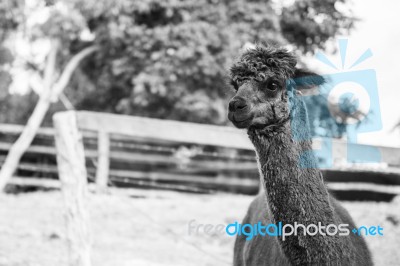 Alpaca In A Field. Black And White  Stock Photo