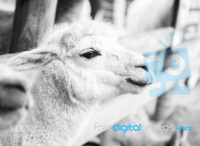 Alpaca In A Field. Black And White  Stock Photo