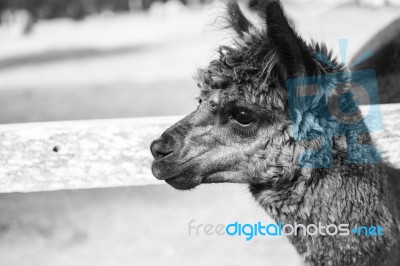 Alpaca In A Field. Black And White  Stock Photo