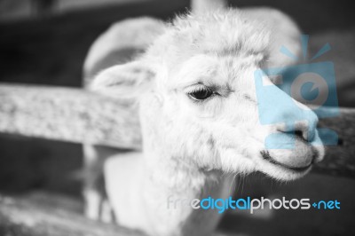 Alpaca In A Field. Black And White  Stock Photo