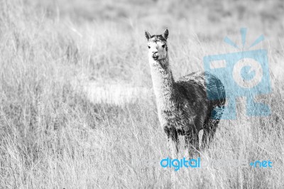 Alpaca In A Field. Black And White  Stock Photo