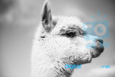 Alpaca In A Field. Black And White  Stock Photo