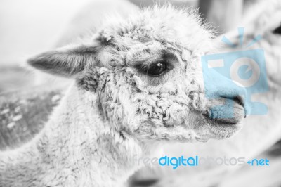 Alpaca In A Field. Black And White  Stock Photo