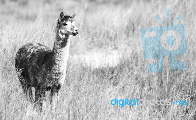 Alpaca In A Field. Black And White  Stock Photo