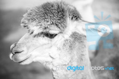 Alpaca In A Field. Black And White  Stock Photo