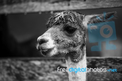 Alpaca In A Field. Black And White  Stock Photo