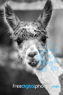 Alpaca In A Field. Black And White  Stock Photo