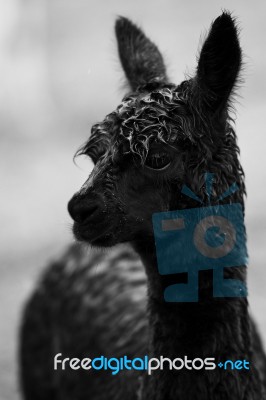 Alpaca In A Field. Black And White  Stock Photo