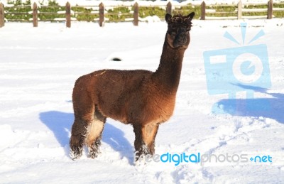 Alpaca In The Snow Stock Photo