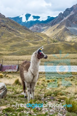 Alpaca In The Tourist Spot Of Sacred Valley On The Road From Cuz… Stock Photo