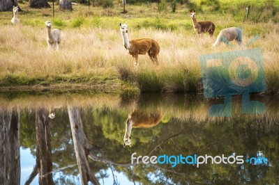 Alpacas In A Field Stock Photo