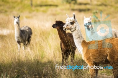 Alpacas In A Field Stock Photo