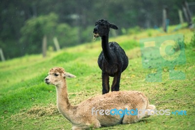 Alpacas In A Field Stock Photo