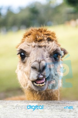 Alpacas In A Field Stock Photo