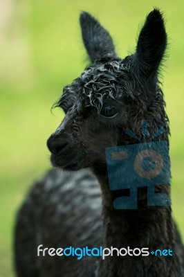 Alpacas In A Field Stock Photo