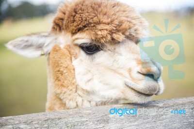 Alpacas In A Field Stock Photo