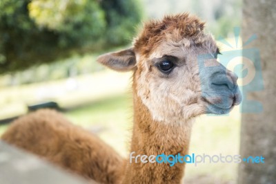 Alpacas In A Field Stock Photo